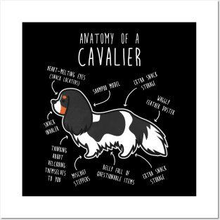 Tri-Color Cavalier King Charles Spaniel Dog Anatomy Posters and Art